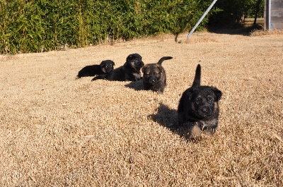 LES CHIOTS D'ÉCLIPSE ET BOB